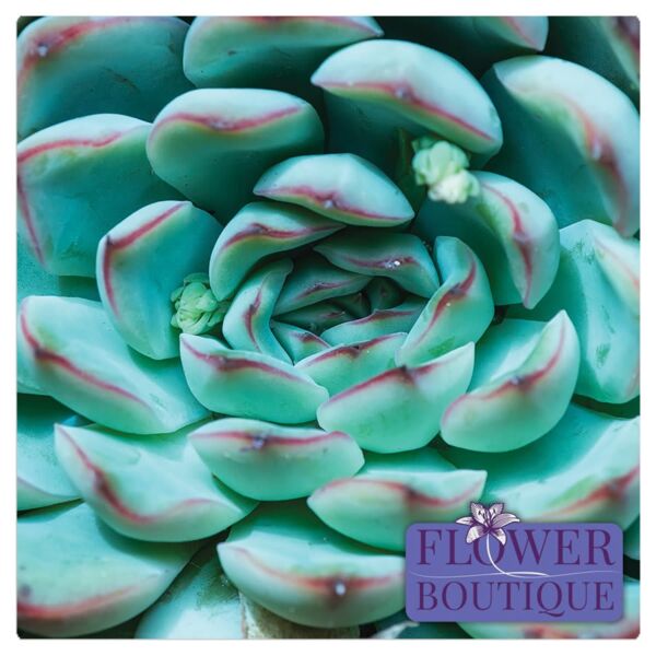 16" x 16" Gloss ChromaLuxe Aluminum Photo Panel Thumbnail